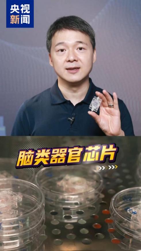 探索脑科学新可能！中国科学家将“迷你大脑”送上太空