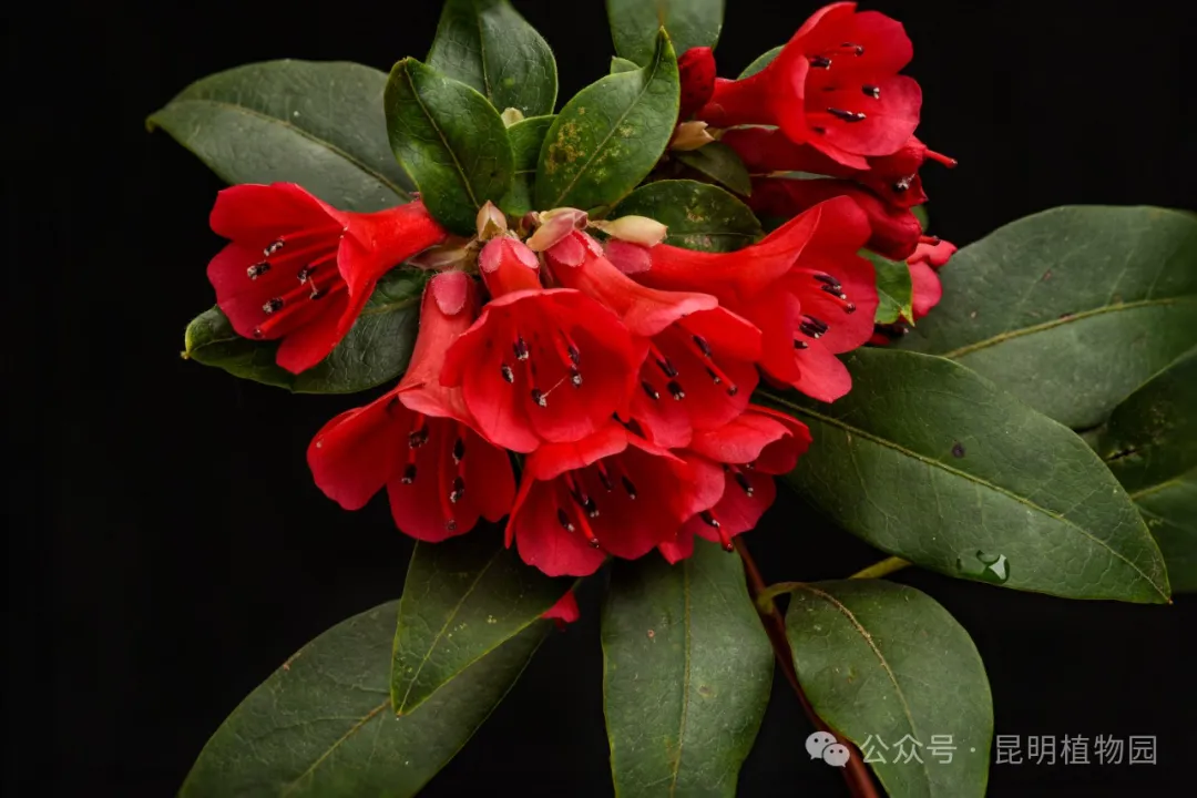 红马银花保护基因组学研究取得进展