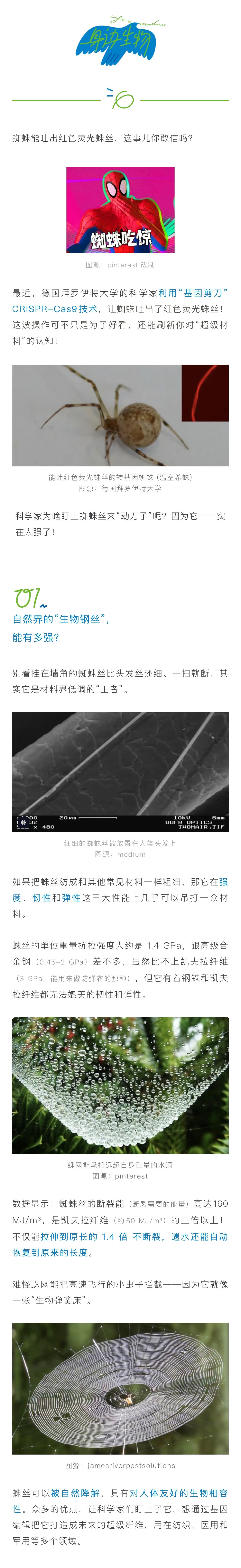 这把“剪刀”让蜘蛛吐出了红色的荧光蛛丝......