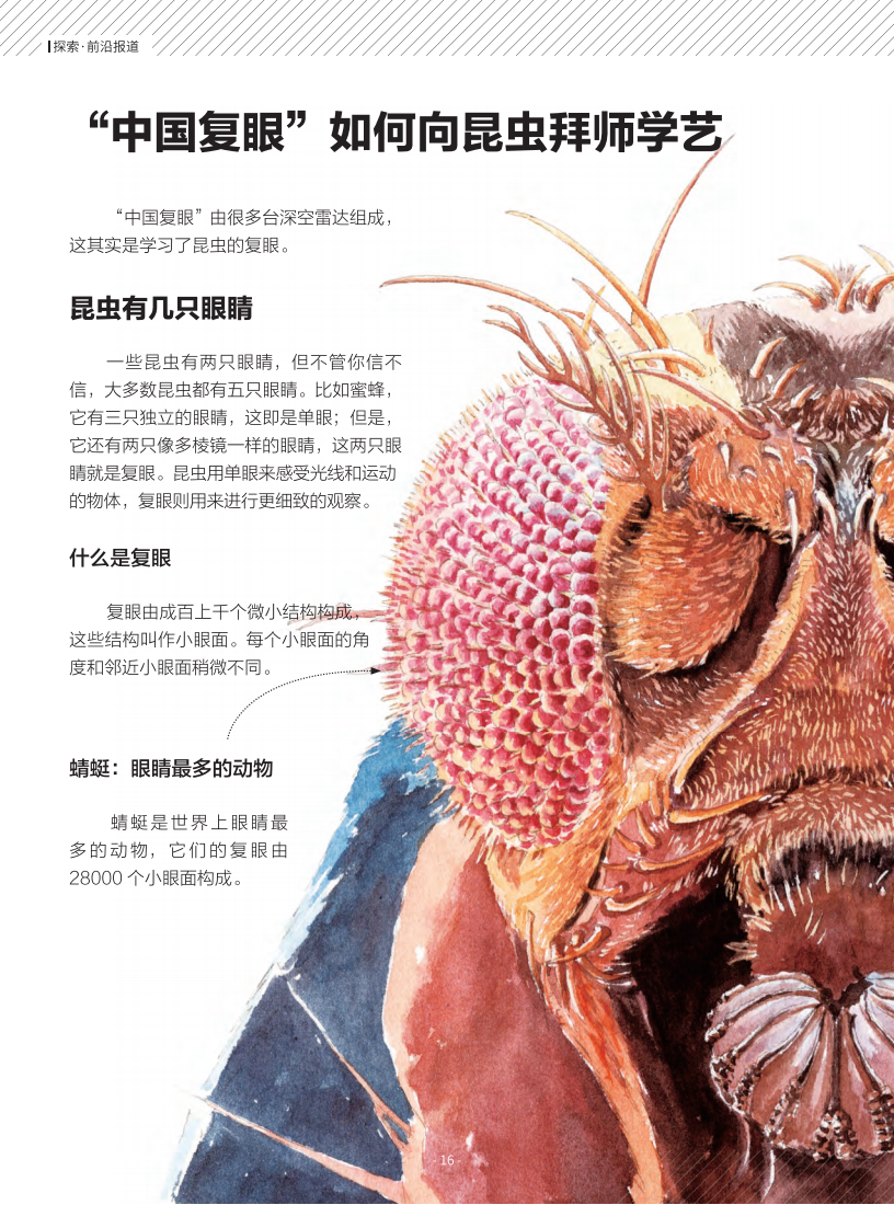 “中国复眼”如何向昆虫拜师学艺