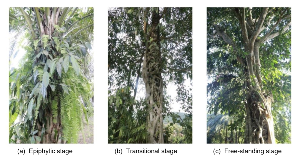 榕树“绞杀”大树的秘密：只为了抢一口“磷”！｜版纳植物园New Phytologist文章