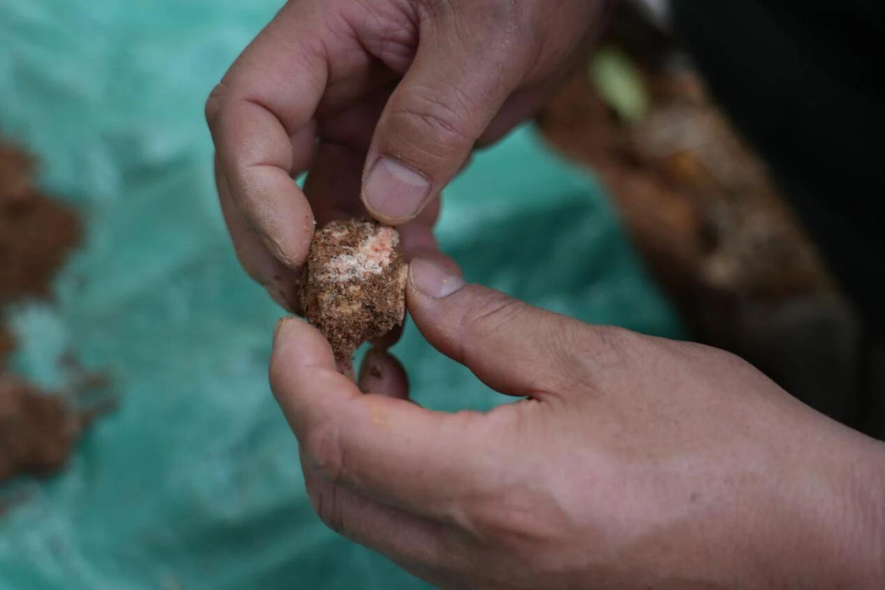 植物偷偷“挖稀土”，被中国科研人员逮个正着