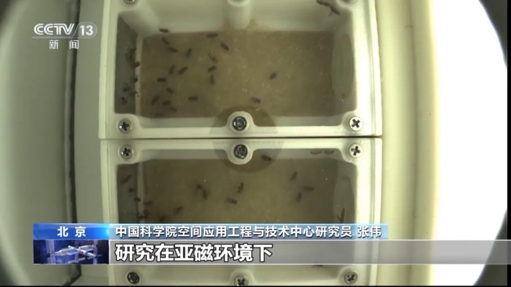 中国空间站首批在轨繁育果蝇即将返回地球，有望获得多项科学成果